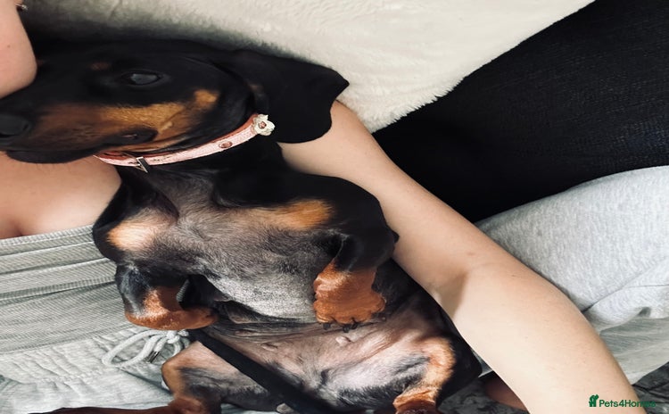 Dachshund dogs - Advert 12