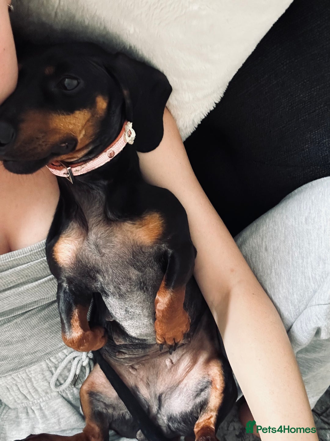 Dachshund dogs for sale: 3 year old female dachshund for sale  - Image 1