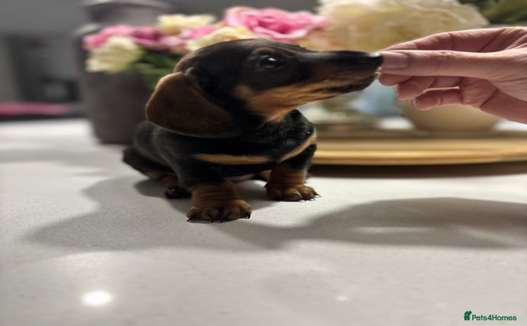 Miniature Dachshund dogs - Advert 2