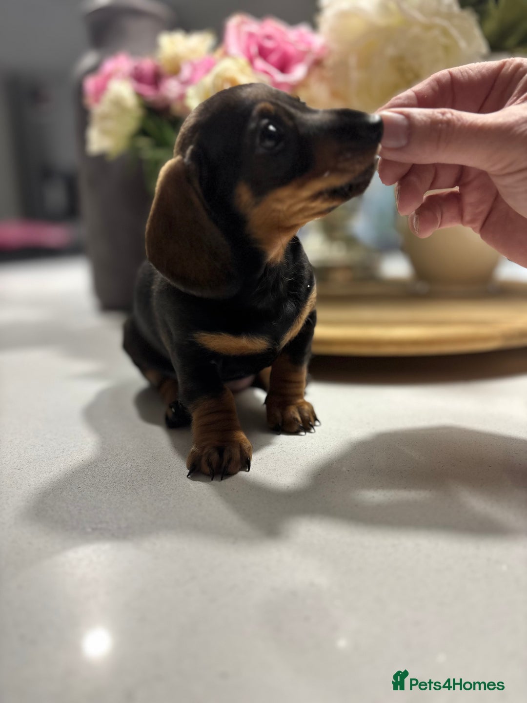Miniature Dachshund dogs for sale: Miniature Dachshunds  - Image 1