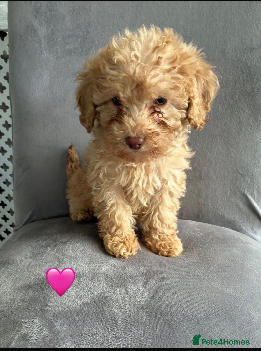 Miniature Poodle dogs for sale: 🐩 Ready Now 🐩 miniature poodles 🐩  - Advert 1