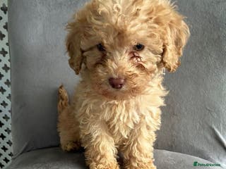 Miniature Poodle dogs 🐩 Ready Now 🐩 miniature poodles 🐩 - Advert 7