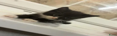 Domestic Shorthair 2 (black and white/ white mouth)