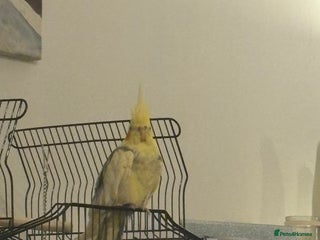 Cockatiels birds Cockatiel For sale - Advert 1