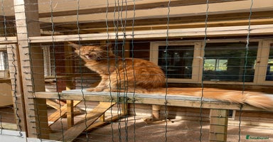 Maine Coon cats - Advert 5
