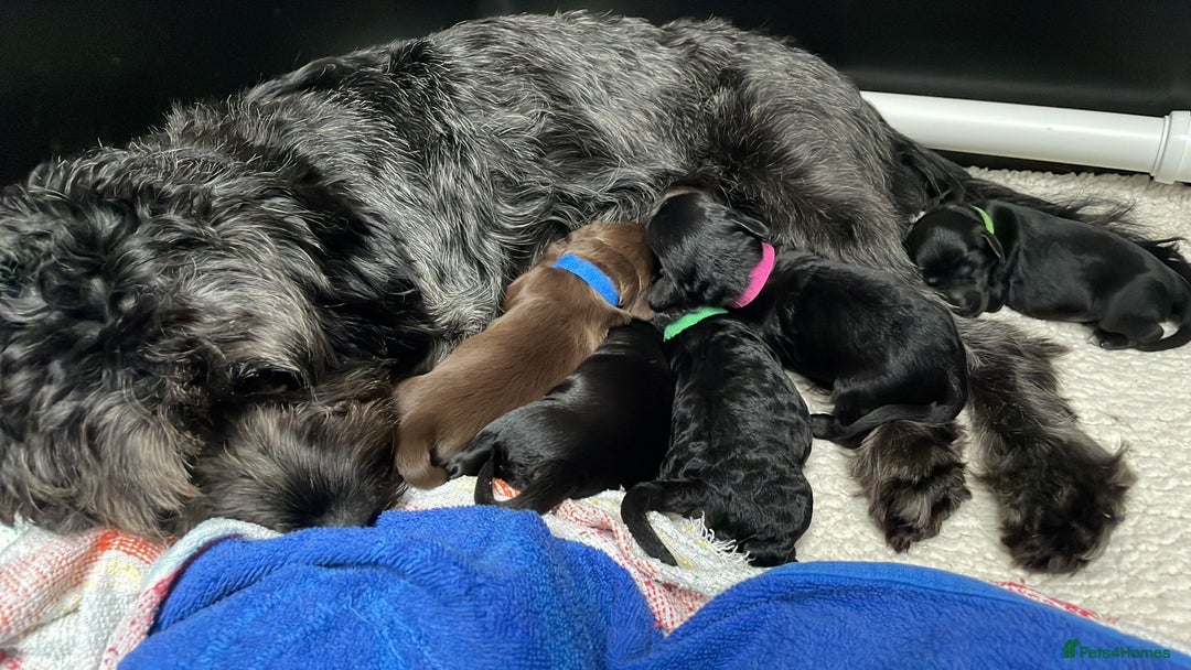 Sproodle dogs for sale: 1 Gorgeous F2 Sproodle Girl FULLY Vaccinated - Image 4