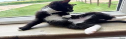 Maine Coon cats for sale: Mainecoon X Bombay X Tabby - Advert 25