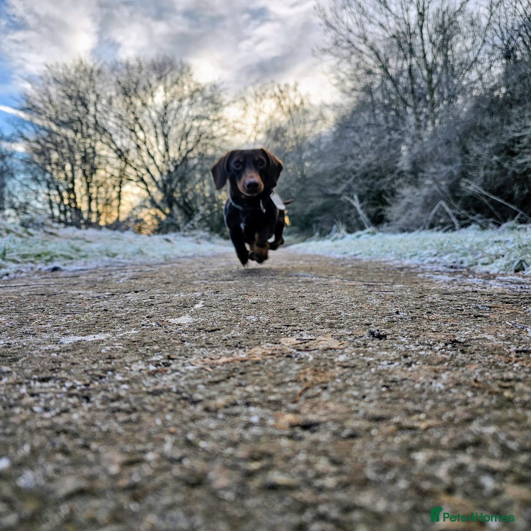 Mixed Breed dogs for sale: Miniature Dachshund x Bichon Havanese Puppies - Advert 8