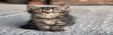 Domestic Shorthair 3