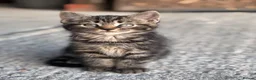 Domestic Shorthair cats for sale: 4 kittens for sale to loving home  - Advert 5