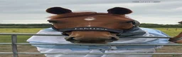 Irish Thoroughbred horses for sale: 15.3h 6yo Chestnut Thoroughbred Gelding – ROR - Advert 2