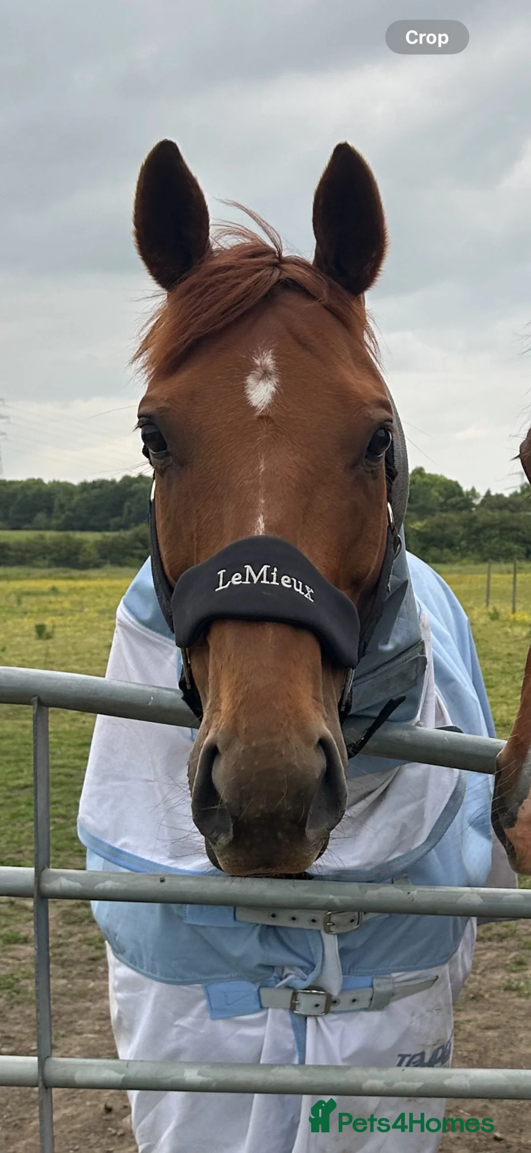 Irish Thoroughbred horses for sale: 15.3h 6yo Chestnut Thoroughbred Gelding – ROR - Advert 2