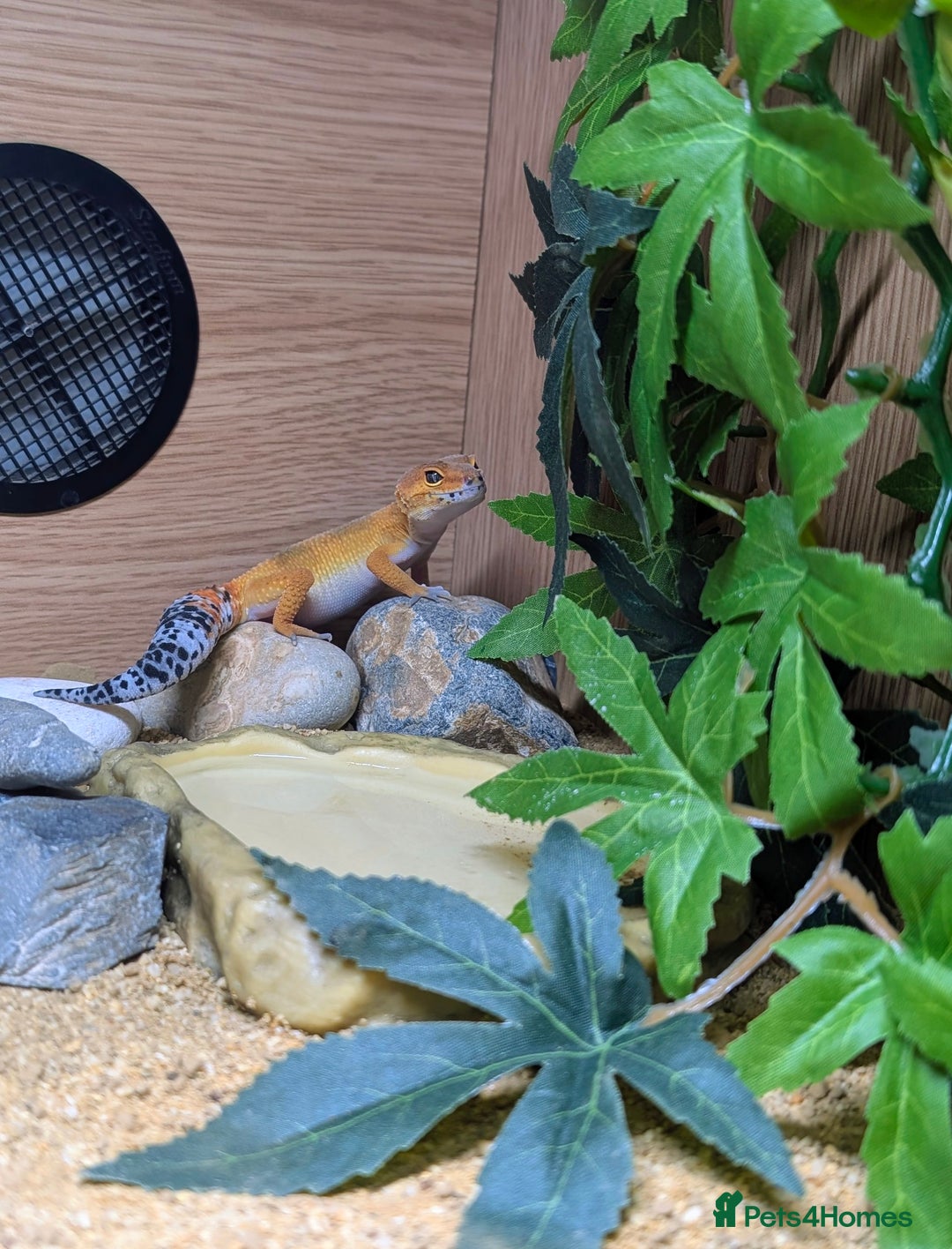 Leopard Gecko reptiles for sale: Tangerine leopard gecko - Advert 4