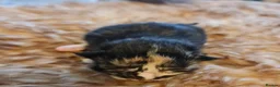 Maine Coon cats for sale: Beautiful TICA registered Maine Coon kittens in Darlington - Advert 3