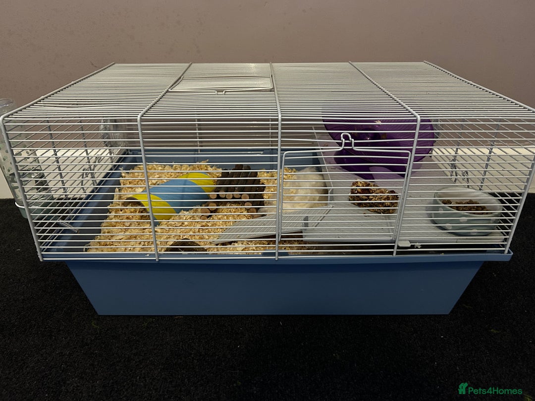 Hamster rodents for sale: Hamster with cage and accessories for sale - Advert 1