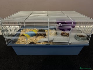 Hamster rodents Hamster with cage and accessories for sale - Advert 1