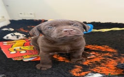 Labrador Retriever dogs for sale: Stunning KC REG Fully health tested Labradors - Image 4