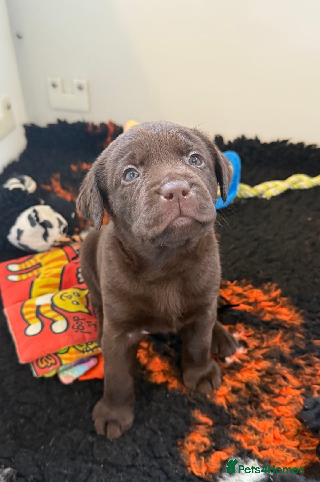 Labrador Retriever dogs for sale: Stunning KC REG Fully health tested Labradors - Image 4