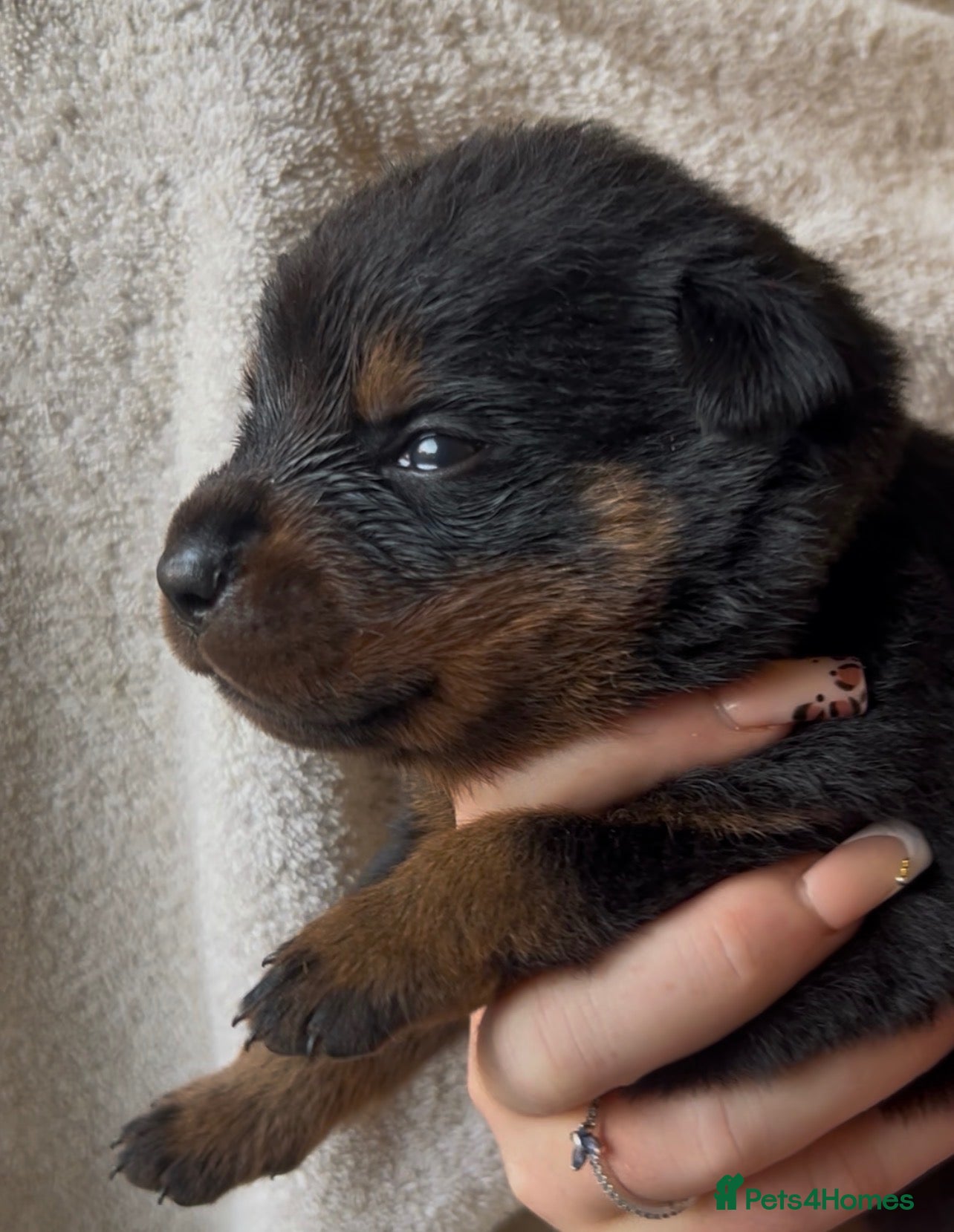 Rottweiler dogs Rottweilers kc reg fully hereditary tested - Advert 13