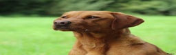 Labrador Retriever dogs for stud: Extensively Health Tested Fox Red Labrador Stud in Totnes - Advert 16