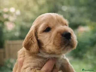 Cocker Spaniel dogs Health tested Boxing day show Cocker Spaniels - Advert 13