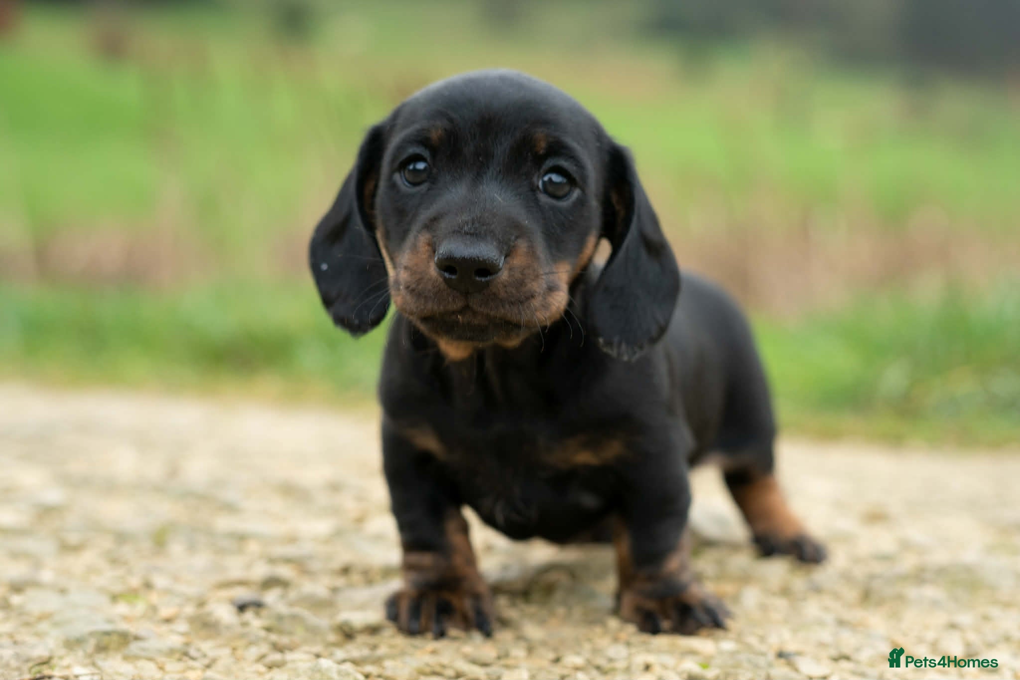 Miniature Dachshund dogs Beautiful Miniature Dachshund Puppies  - Advert 1
