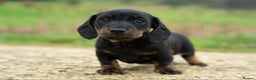 Miniature Dachshund dogs for sale: Beautiful Miniature Dachshund Puppies  - Advert 1