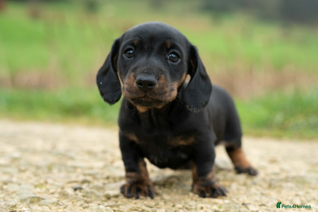 Miniature Dachshund dogs for sale: Beautiful Miniature Dachshund Puppies  - Advert 1