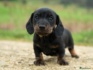 Miniature Dachshund dogs Beautiful Miniature Dachshund Puppies - Advert 1