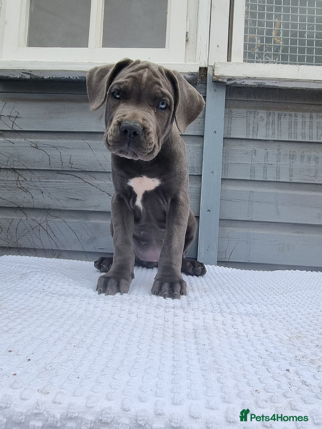 Cane Corso dogs for sale: Italian cane corso puppies  - Image 16