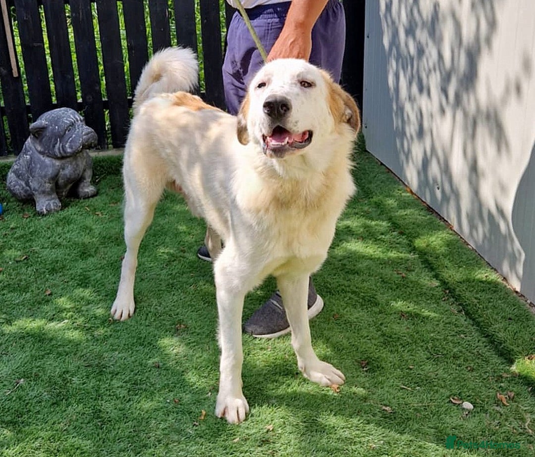 Mixed Breed dogs for adoption: 🐾 Baloo – a gentle bear with a heart of gold 🐾 - Image 2