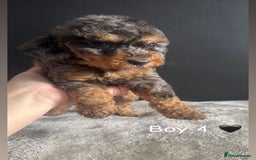 Cockapoo dogs for sale: F1 Cockapoo Puppies. - Image 3