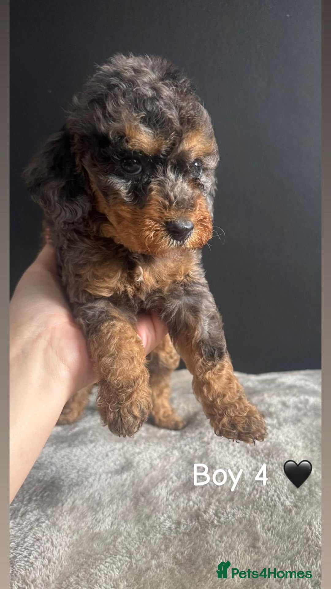 Cockapoo dogs for sale: F1 Cockapoo Puppies. - Image 3