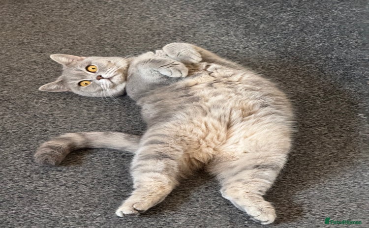 British Shorthair cats - Advert 1