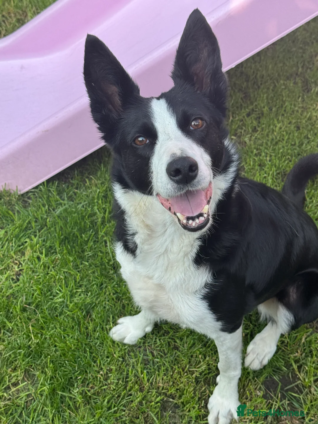 Border Collie dogs for sale: Female border collie age 7 - Bella  - Advert 2