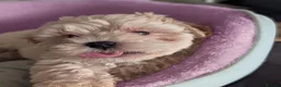 Maltipoo dogs for sale: F1 Maltipoo Puppies For Sale  - Advert 5