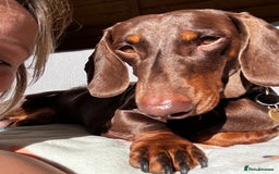 Dachshund dogs for stud: Chocolate and tan standard smooth haired dachshund - Image 2