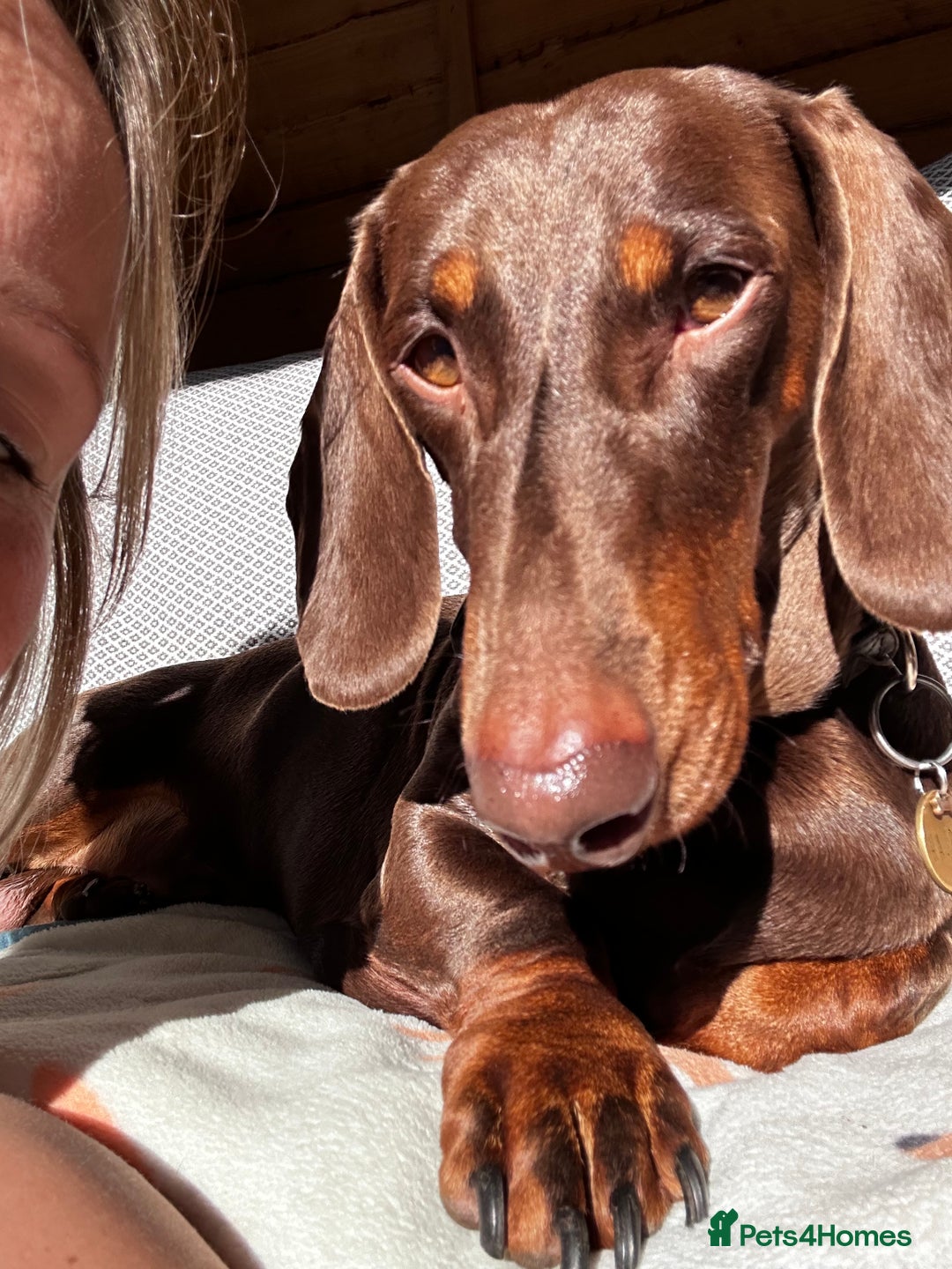 Dachshund dogs for stud: Chocolate and tan standard smooth haired dachshund - Image 2