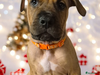 Mixed Breed dogs Bullmastiff x puppies 🐶 - Advert 2