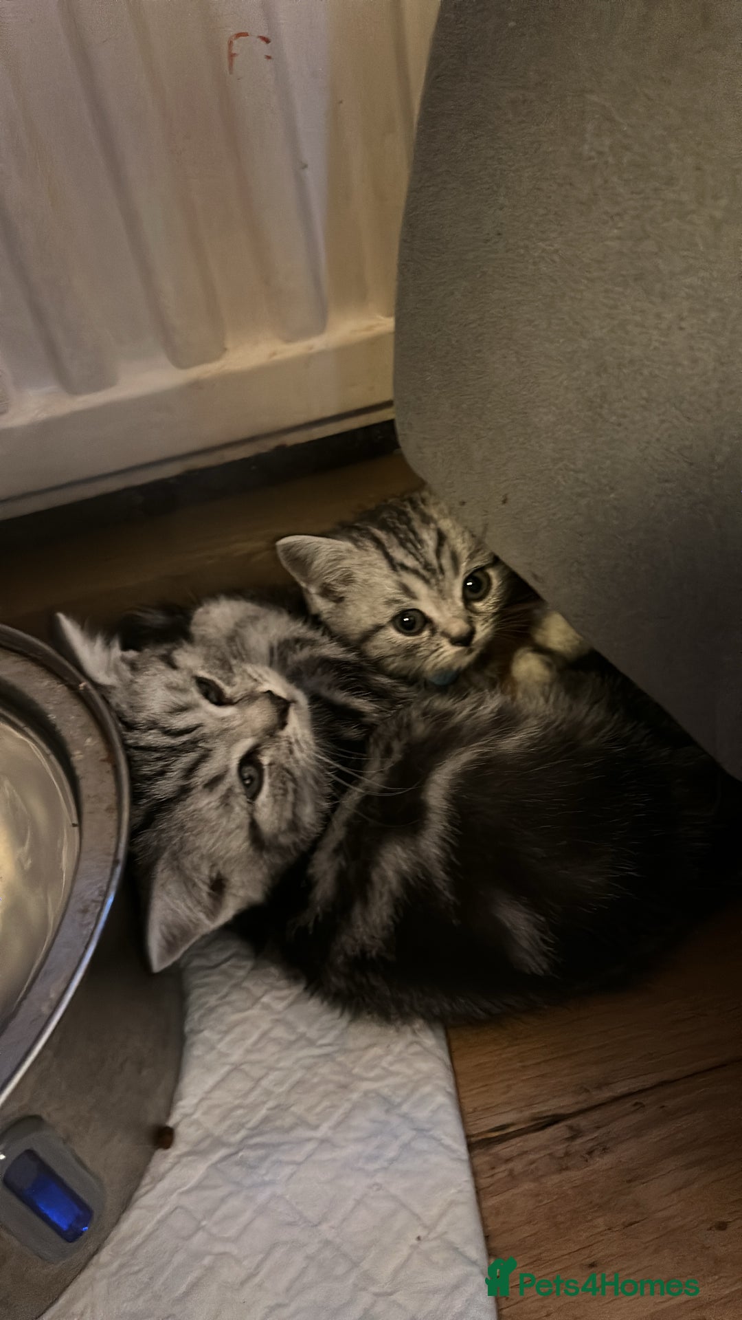 British Shorthair cats for sale: British Shorthair Stunning Kittens - Image 8
