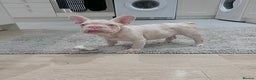French Bulldog dogs for sale: KC reg 4 panel health test + DNA Male Frenchie Pup - Advert 8