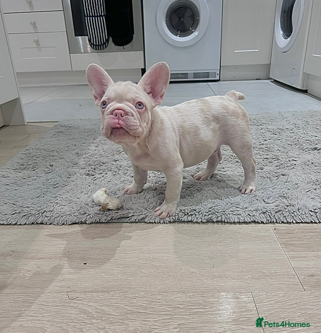 French Bulldog dogs for sale: KC reg 4 panel health test + DNA Male Frenchie Pup - Advert 8