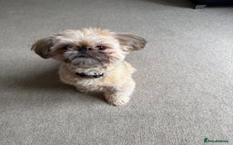 Shih Tzu dogs for sale: Imperial Shih tzu boy - Image 1