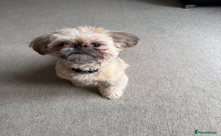 Shih Tzu dogs - Advert 1