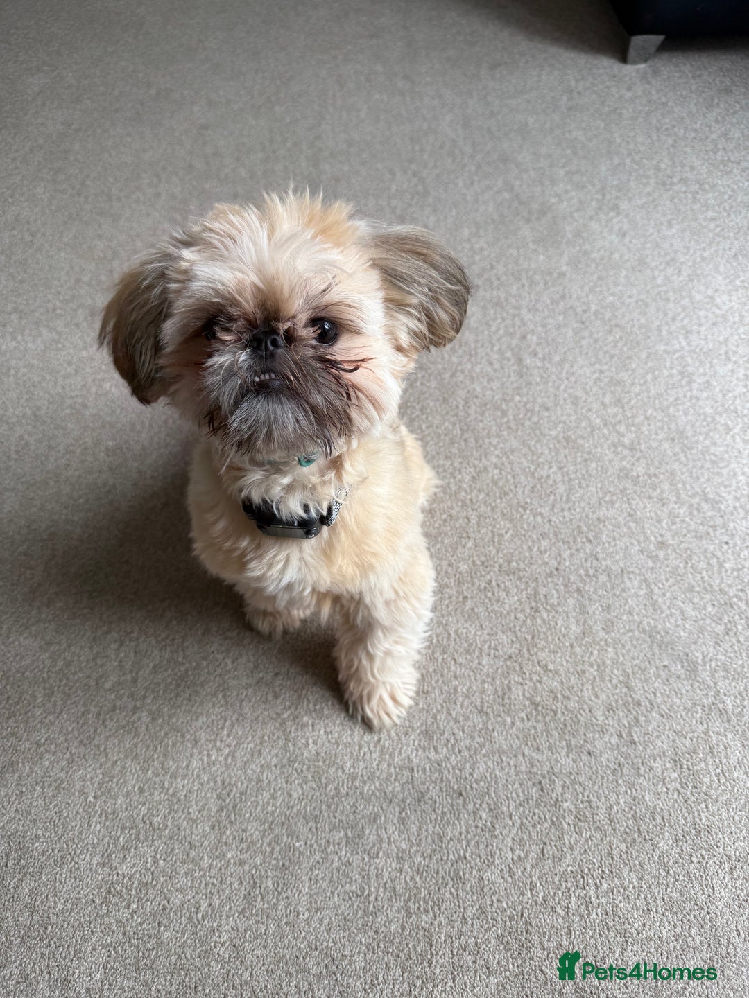 Shih Tzu dogs for sale: Imperial Shih tzu boy - Image 1