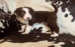 Border Collie dogs for sale: Stunning Merle Border Collie puppies.  - Image 8