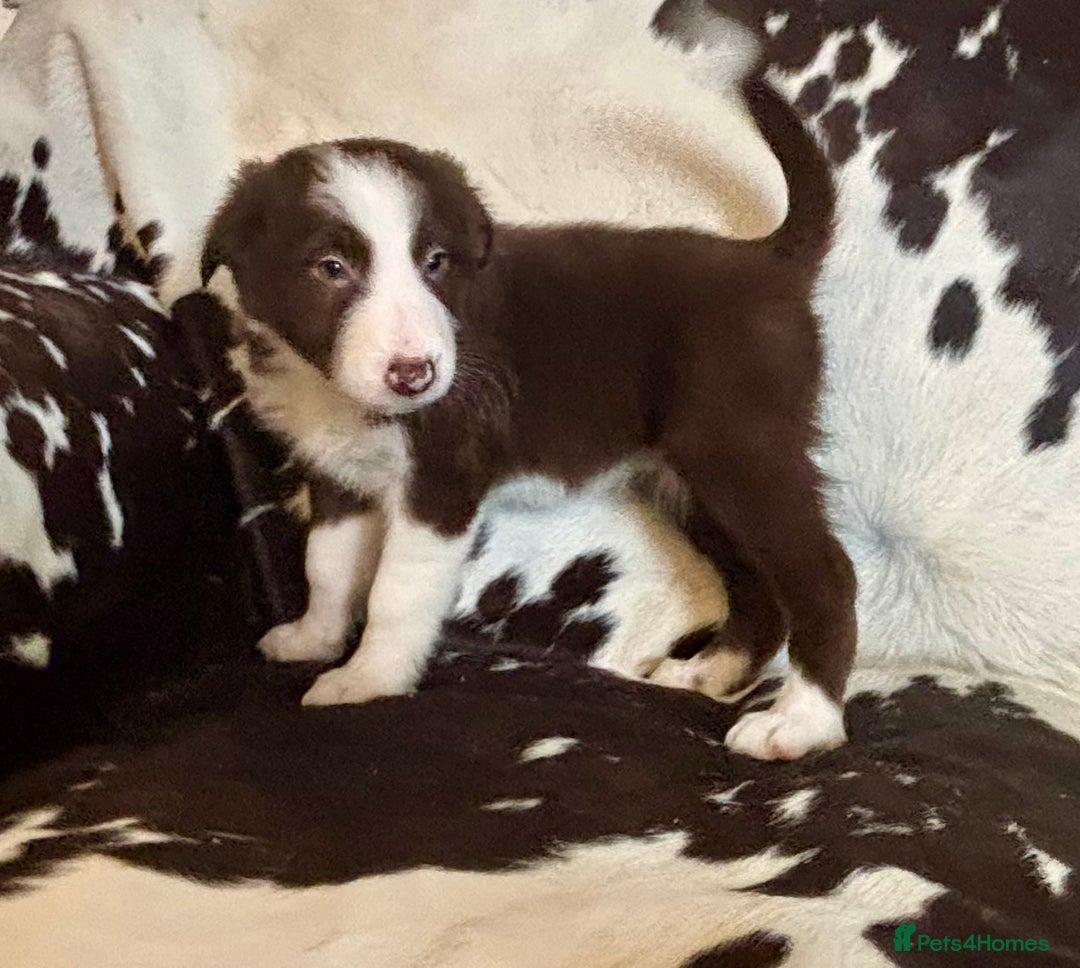 Border Collie dogs for sale: Stunning Merle Border Collie puppies.  - Image 8