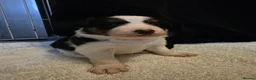 Border Collie dogs for sale: 🐾❤️ Beautiful KC Reg family Collie Puppies  in Shrewsbury - Advert 3