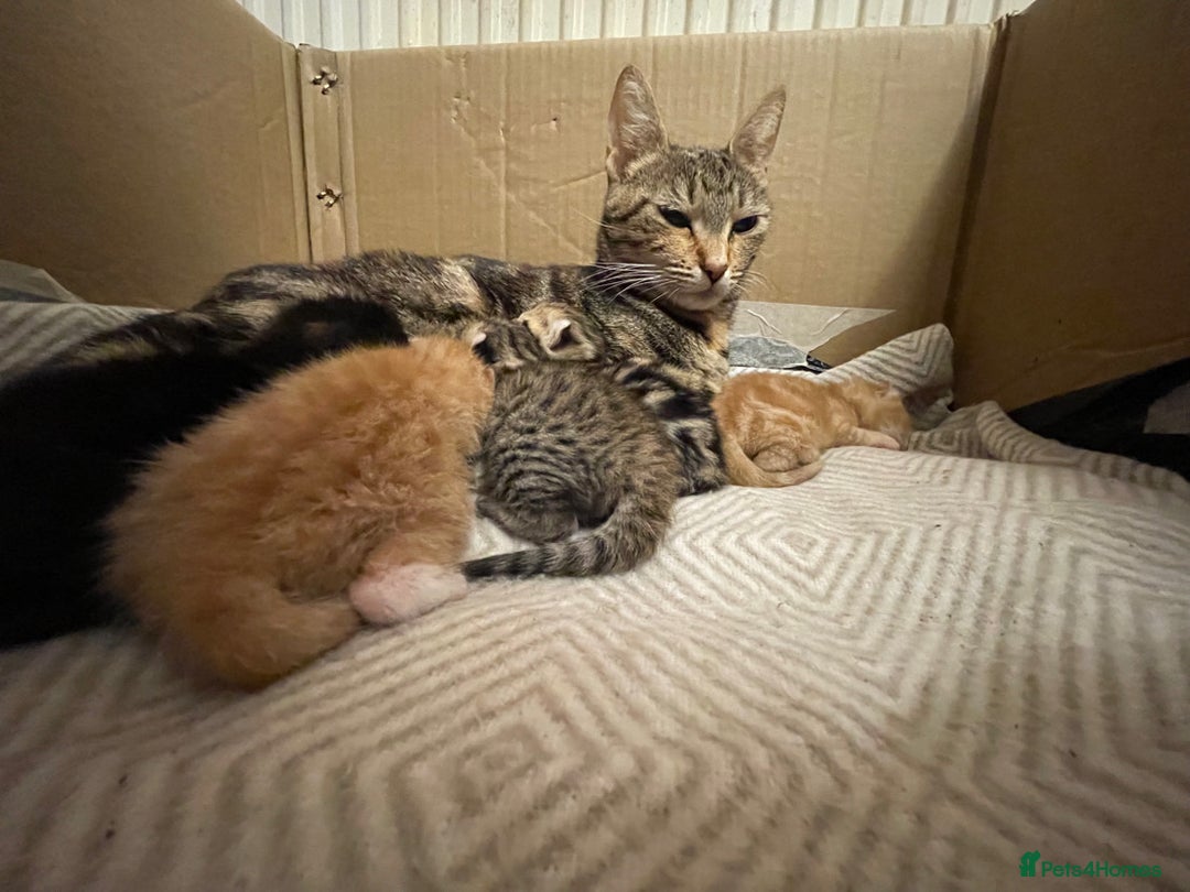 Mixed Breed cats for sale: Kittens for sale - Image 8