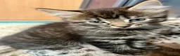 Bengal cats for sale: Bengal X Kittens With Famous Siblings!  - Advert 7